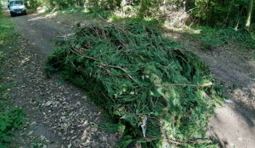 Fly-tipper pleads guilty to dumping tree waste